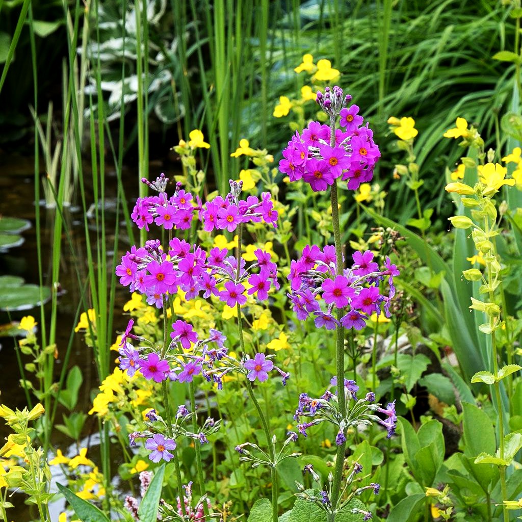 Etagen-Schlüsselblume (Primula beesiana)