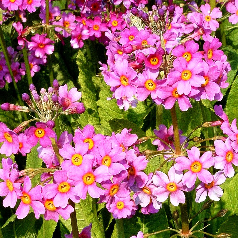 Etagen-Schlüsselblume (Primula beesiana)