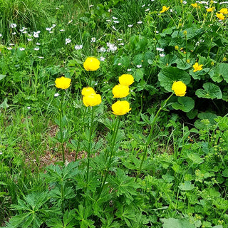 Europäische Trollblume (Trollius europaeus)