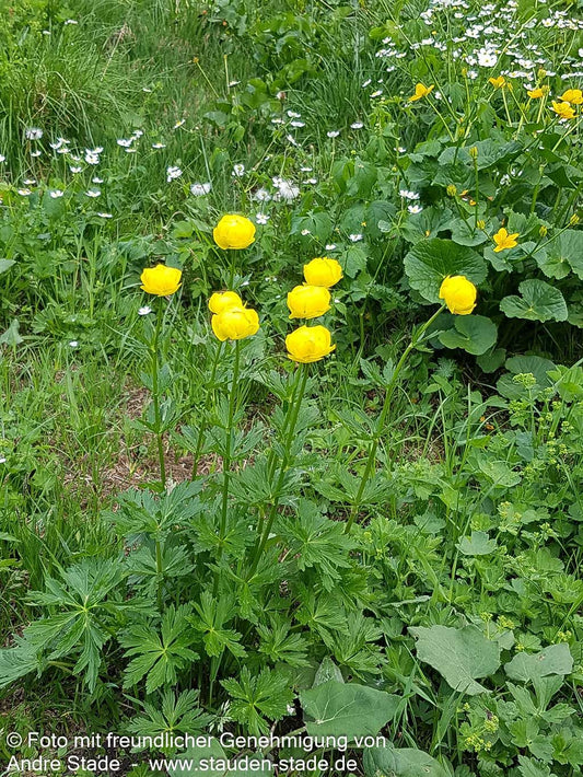 Europäische Trollblume (Trollius europaeus)