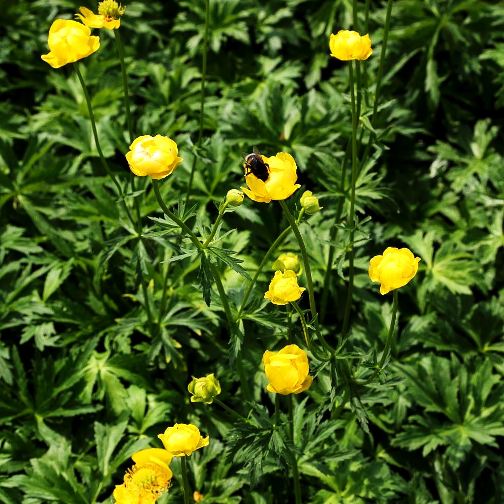 Europäische Trollblume (Trollius europaeus)