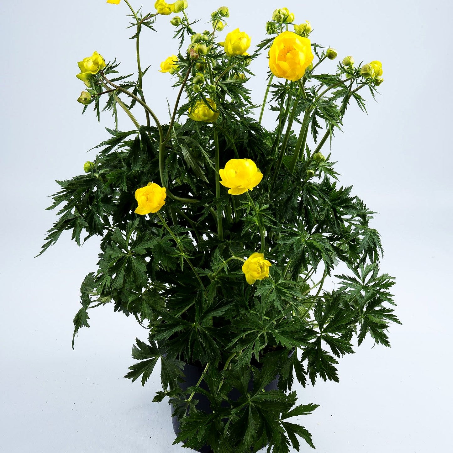 Europäische Trollblume (Trollius europaeus)