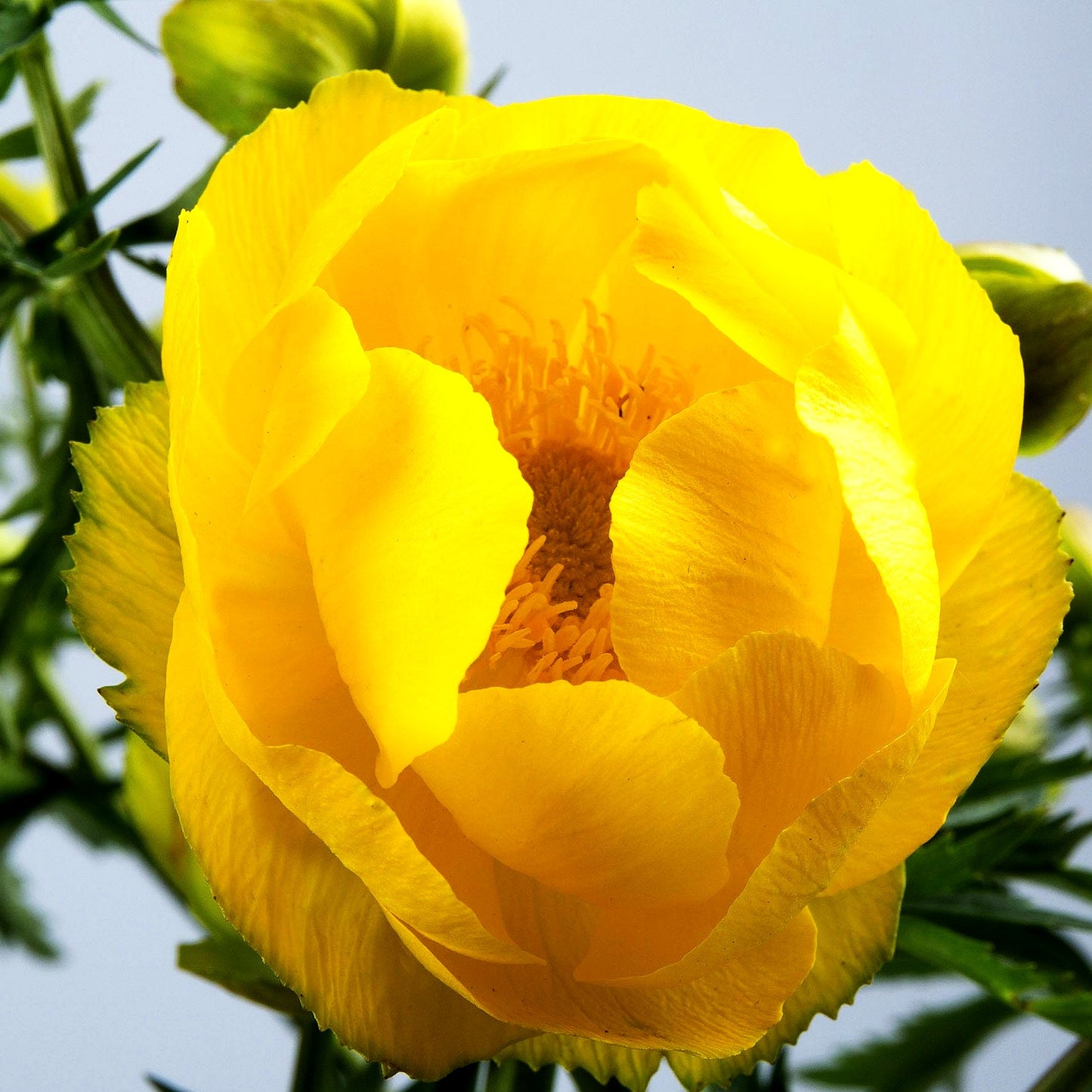 Europäische Trollblume (Trollius europaeus)