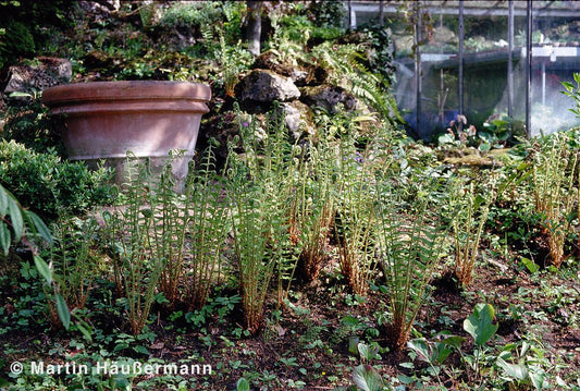 Europäischer Straußenfarn (Matteuccia struthiopteris)