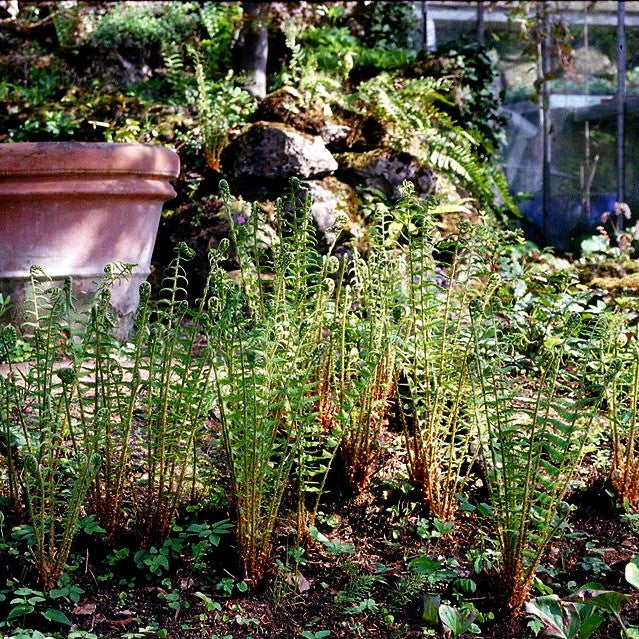 Europäischer Straußenfarn (Matteuccia struthiopteris)