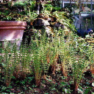 Europäischer Straußenfarn (Matteuccia struthiopteris)