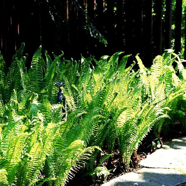 Europäischer Straußenfarn (Matteuccia struthiopteris)