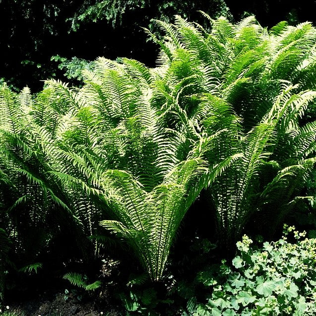 Europäischer Straußenfarn (Matteuccia struthiopteris)