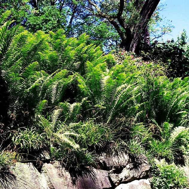 Europäischer Straußenfarn (Matteuccia struthiopteris)