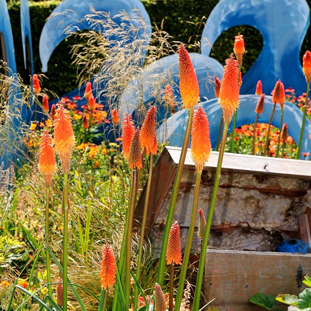 Fackellilie 'Alcazar' (Kniphofia uvaria)