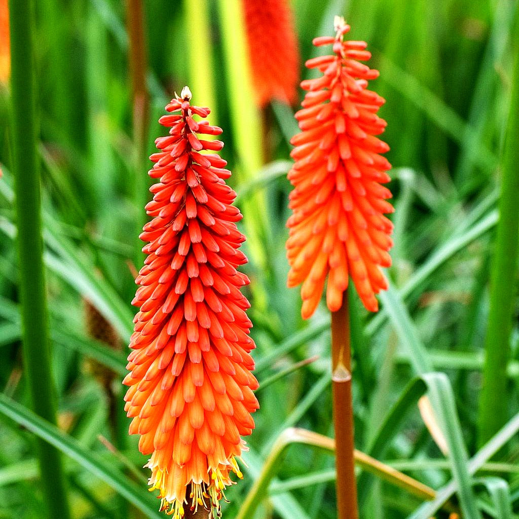 Fackellilie 'Alcazar' (Kniphofia uvaria)