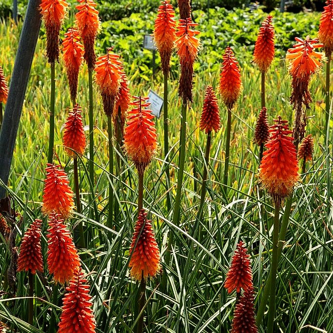 Fackellilie 'Alcazar' (Kniphofia uvaria)