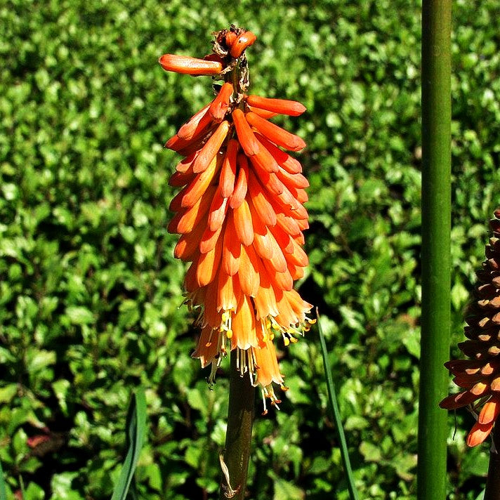 Fackellilie 'Alcazar' (Kniphofia uvaria)