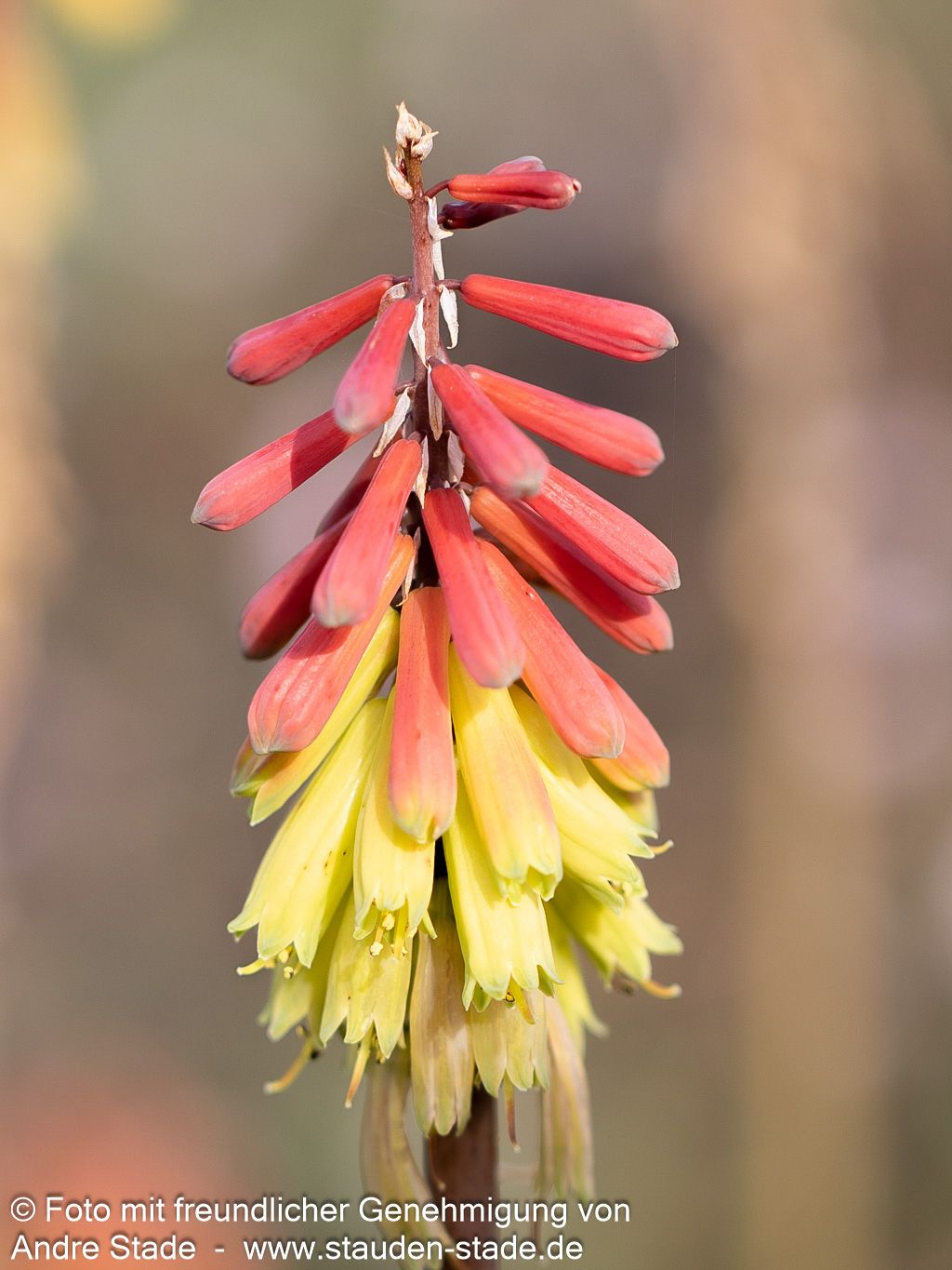 Fackellilie 'Fire Dance' (Kniphofia hirsuta)
