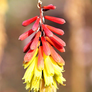 Fackellilie 'Fire Dance' (Kniphofia hirsuta)