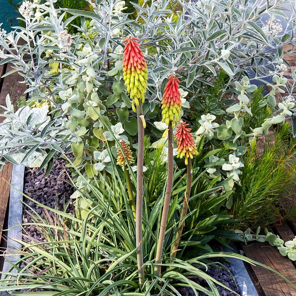 Fackellilie 'Fire Dance' (Kniphofia hirsuta)