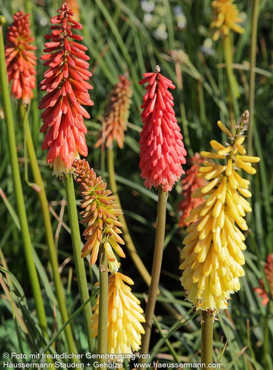 Fackellilie 'Flamenco' (Kniphofia uvaria)