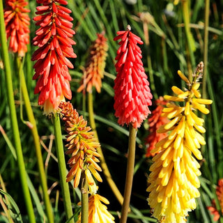 Fackellilie 'Flamenco' (Kniphofia uvaria)