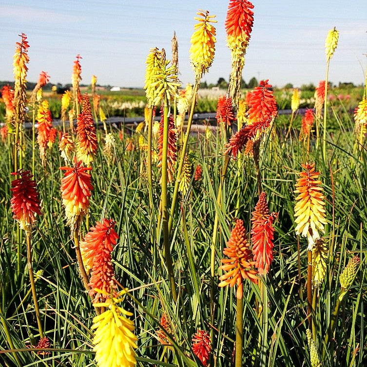 Fackellilie 'Flamenco' (Kniphofia uvaria)