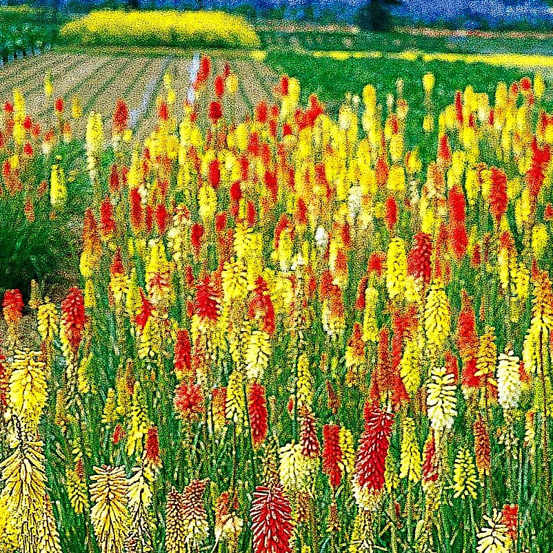 Fackellilie 'Flamenco' (Kniphofia uvaria)