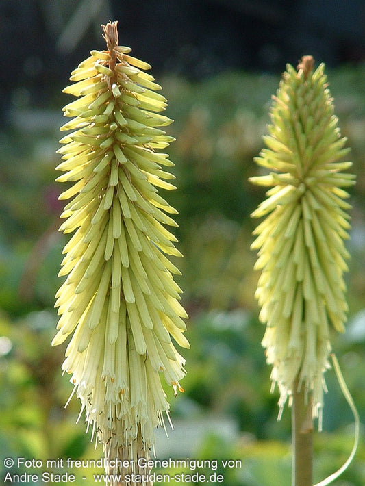 Fackellilie 'Green Jade' (Kniphofia uvaria)