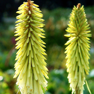 Fackellilie 'Green Jade' (Kniphofia uvaria)