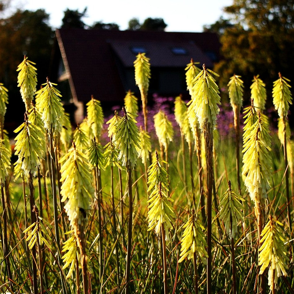 Fackellilie 'Green Jade' (Kniphofia uvaria)