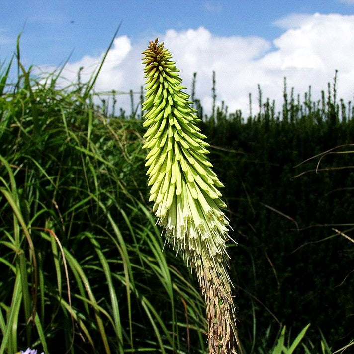 Fackellilie 'Green Jade' (Kniphofia uvaria)