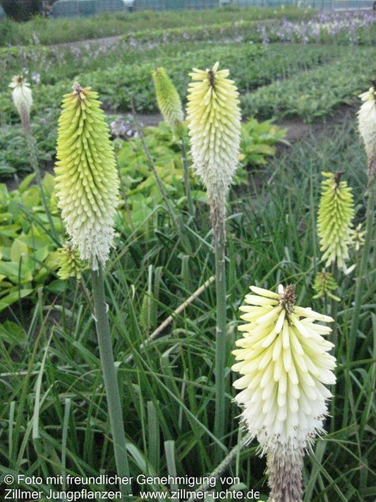 Fackellilie 'Ice Queen' (Kniphofia uvaria)