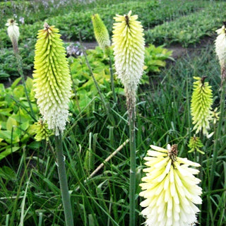 Fackellilie 'Ice Queen' (Kniphofia uvaria)