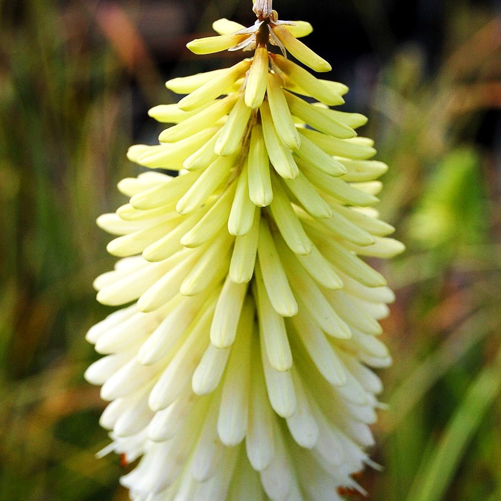 Fackellilie 'Ice Queen' (Kniphofia uvaria)