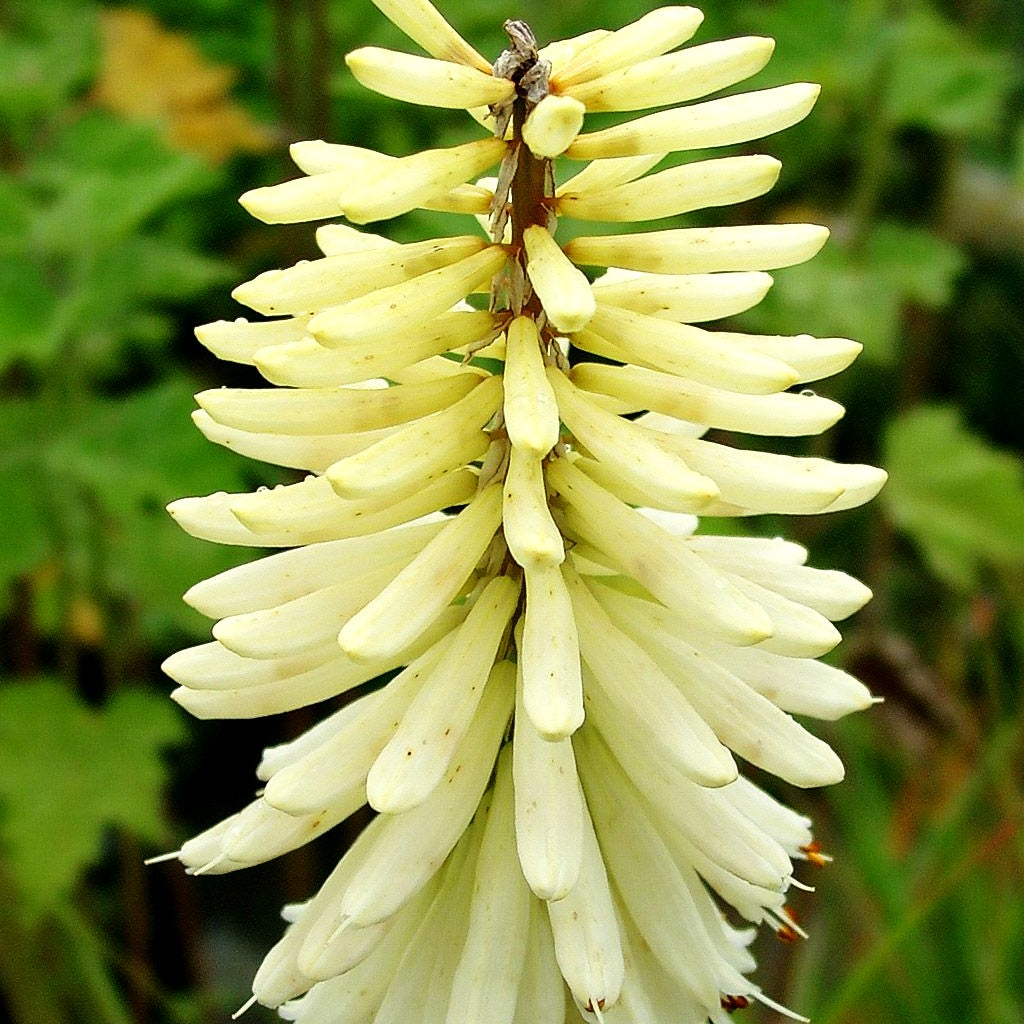 Fackellilie 'Ice Queen' (Kniphofia uvaria)