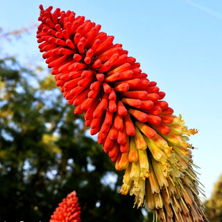 Fackellilie (Kniphofia uvaria)