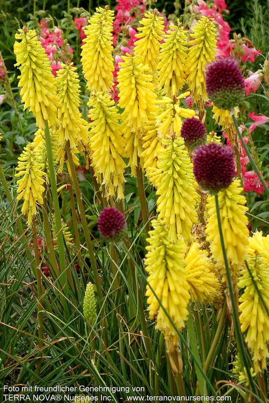 Fackellilie 'Lemon Popsicle' (Kniphofia uvaria)