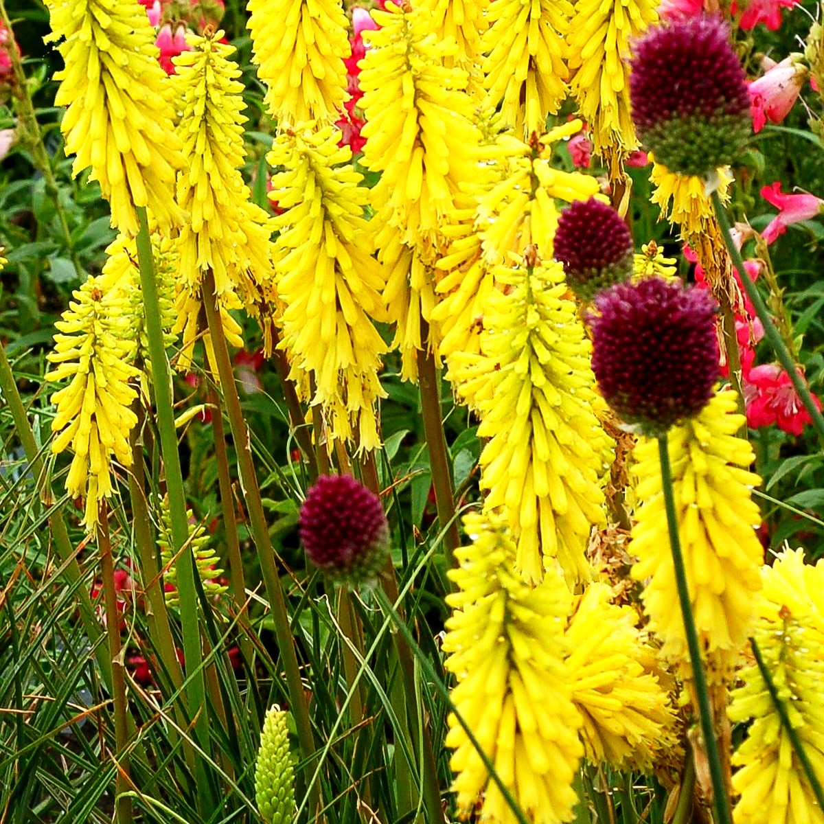 Fackellilie 'Lemon Popsicle' (Kniphofia uvaria)