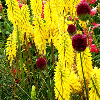 Fackellilie 'Lemon Popsicle' (Kniphofia uvaria)