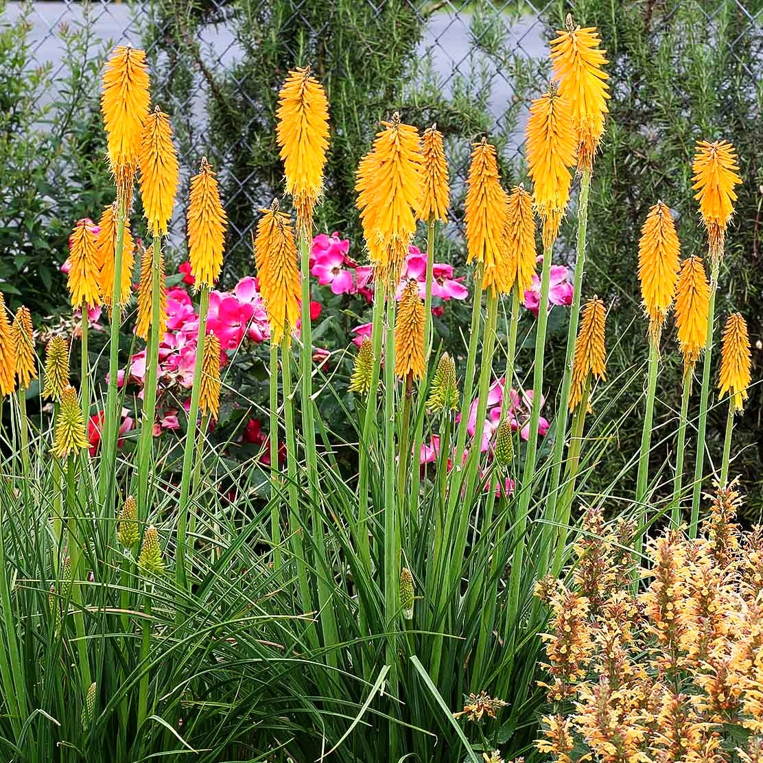 Fackellilie 'Mango Popsicle' (Kniphofia uvaria)