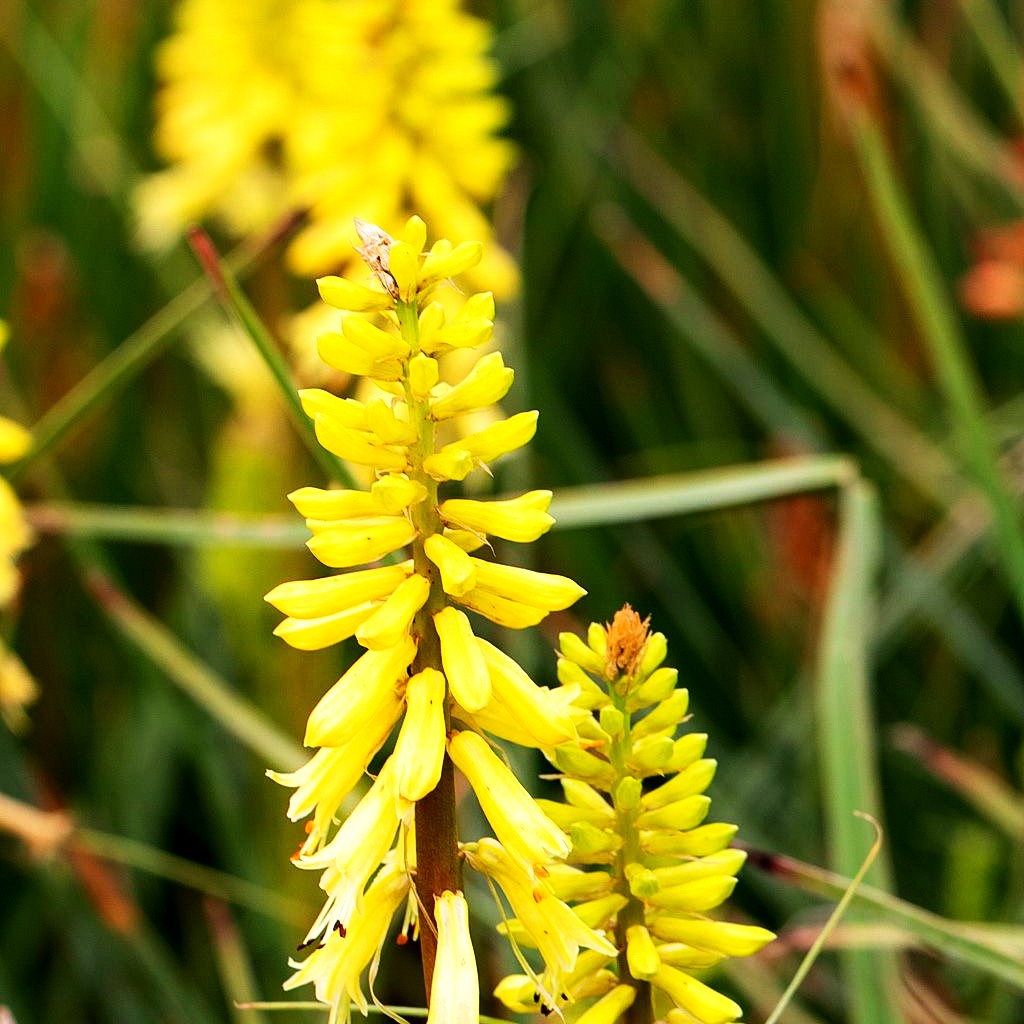 Fackellilie 'Mango Popsicle' (Kniphofia uvaria)