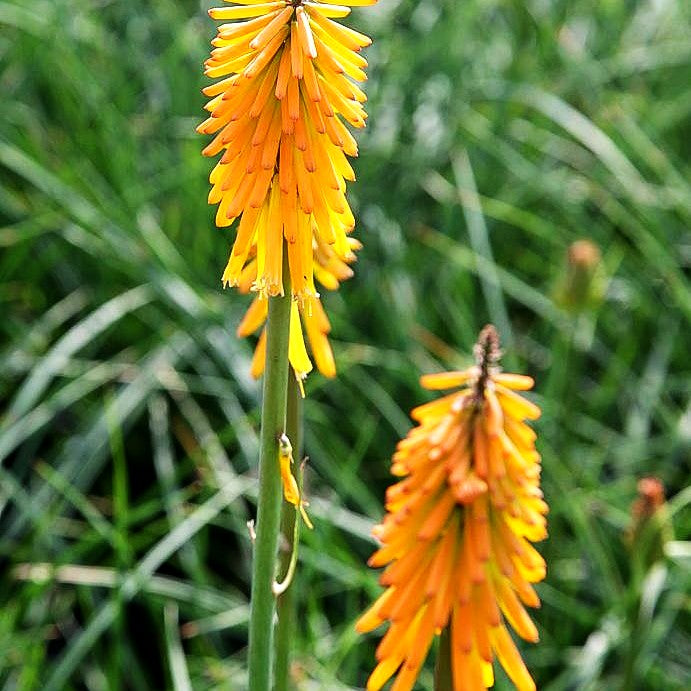 Fackellilie 'Mango Popsicle' (Kniphofia uvaria)