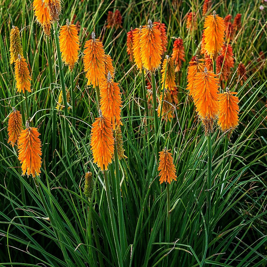 Fackellilie 'Mango Popsicle' (Kniphofia uvaria)