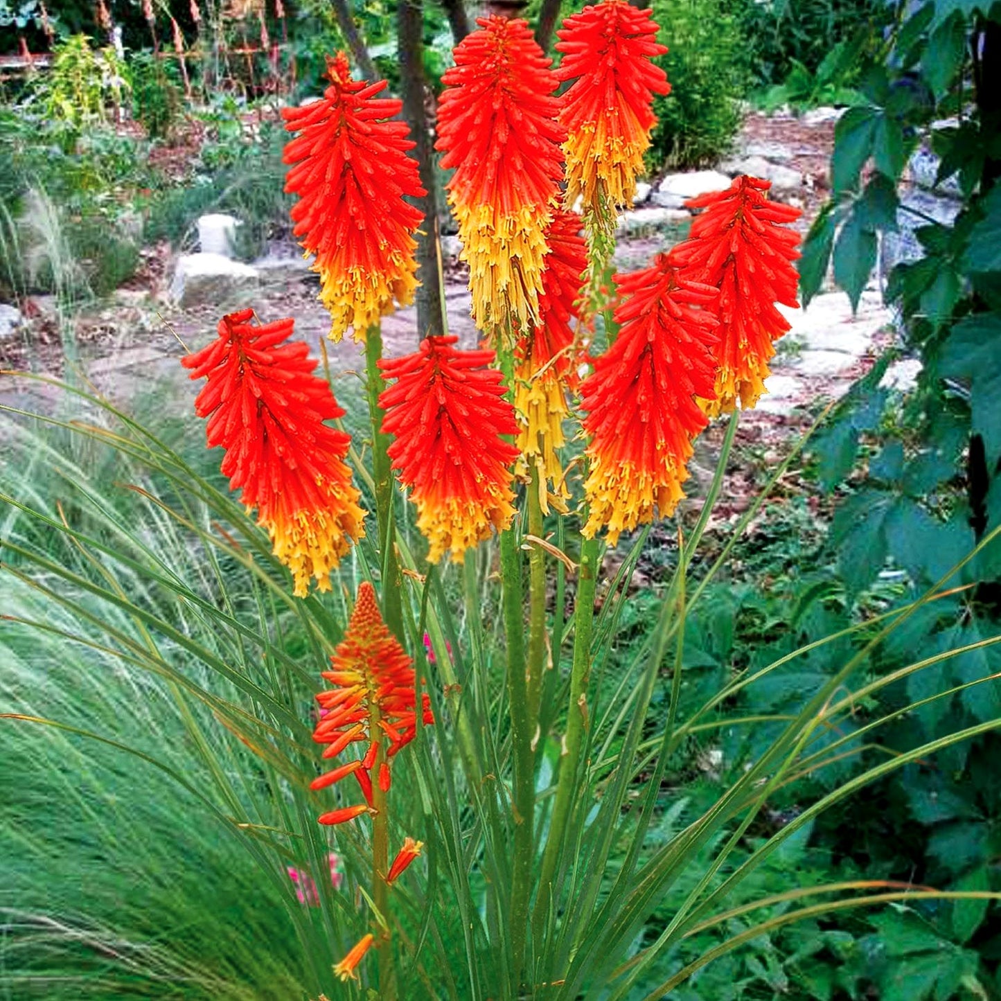 Fackellilie 'Papaya Popsicle' (Kniphofia uvaria)