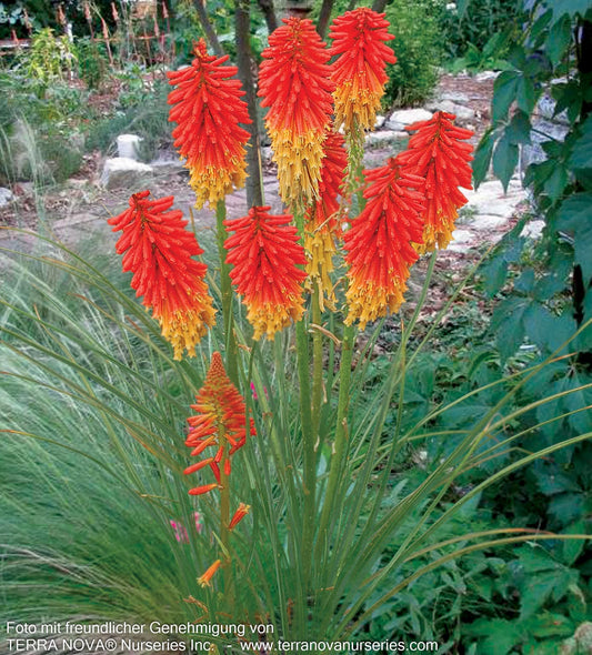 Fackellilie 'Papaya Popsicle' (Kniphofia uvaria)