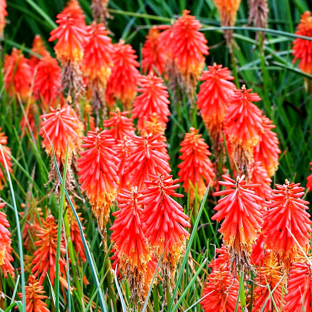 Fackellilie 'Papaya Popsicle' (Kniphofia uvaria)