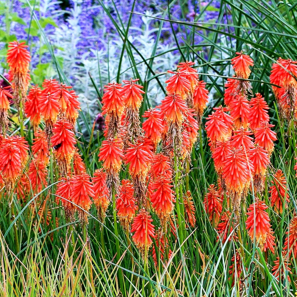 Fackellilie 'Papaya Popsicle' (Kniphofia uvaria)