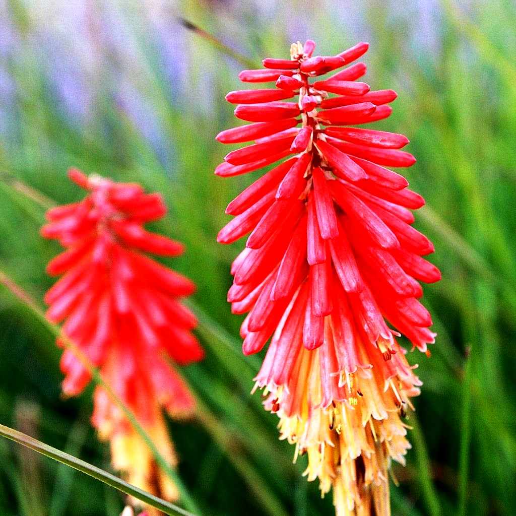 Fackellilie 'Papaya Popsicle' (Kniphofia uvaria)