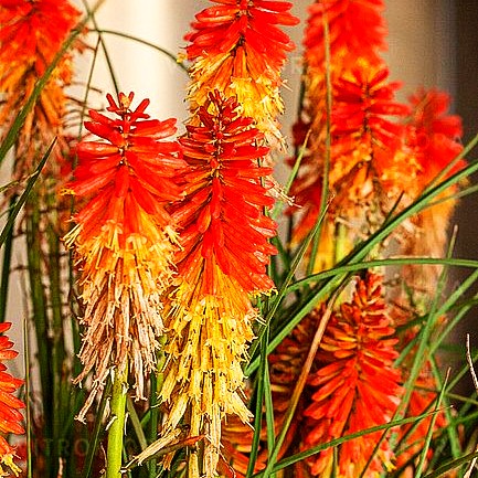Fackellilie 'Papaya Popsicle' (Kniphofia uvaria)
