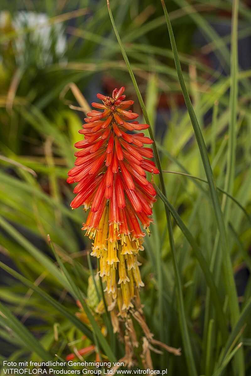 Fackellilie 'Papaya Popsicle' (Kniphofia uvaria)