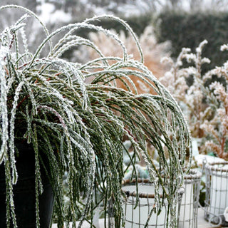 Faden-Riesenlebensbaum 'Whipcord' (Thuja plicata)