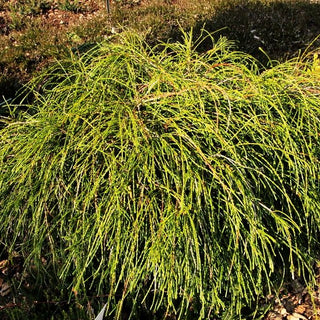 Faden-Riesenlebensbaum 'Whipcord' (Thuja plicata)
