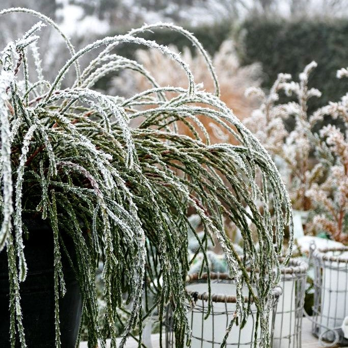 Faden-Riesenlebensbaum 'Whipcord' (Thuja plicata)